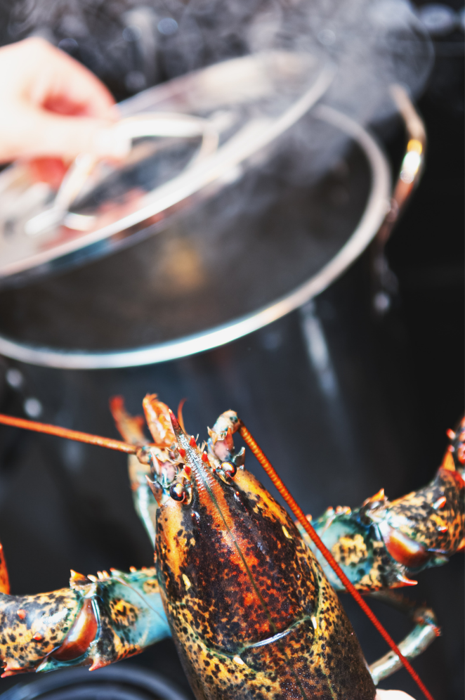 live lobster cooking in a pot