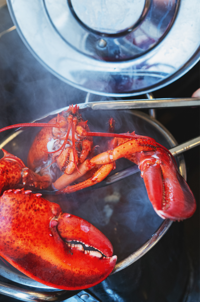 cooking live lobster in a pot