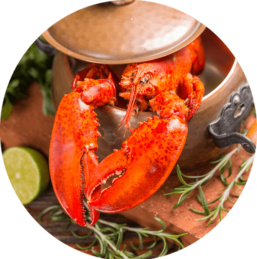 cooked lobster hanging out of pot